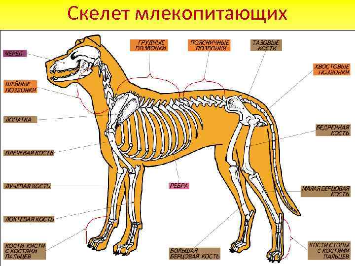 Скелет млекопитающих 