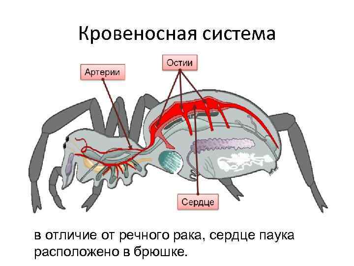 Выделительная система паукообразных