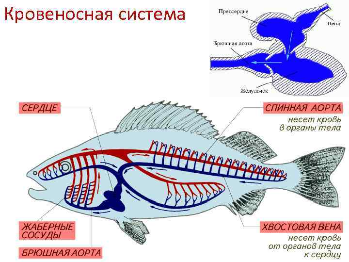 Кровеносная система 