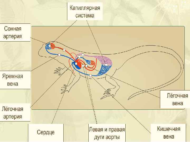 У каких червей впервые появляется кровеносная система