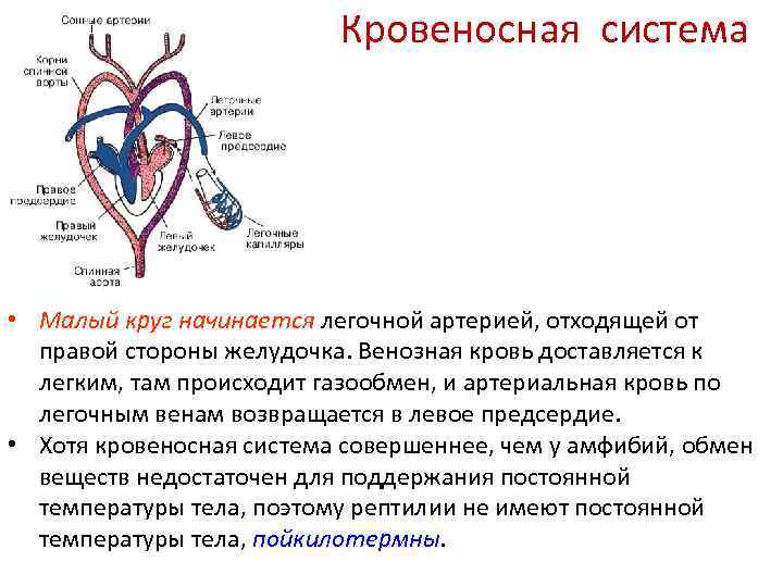 Кровеносная система • Малый круг начинается легочной артерией, отходящей от правой стороны желудочка. Венозная