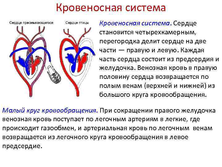 Четырехкамерное сердце наличие диафрагмы
