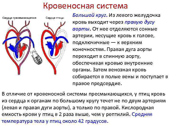 Укажите особенности кругов кровообращения пресмыкающихся