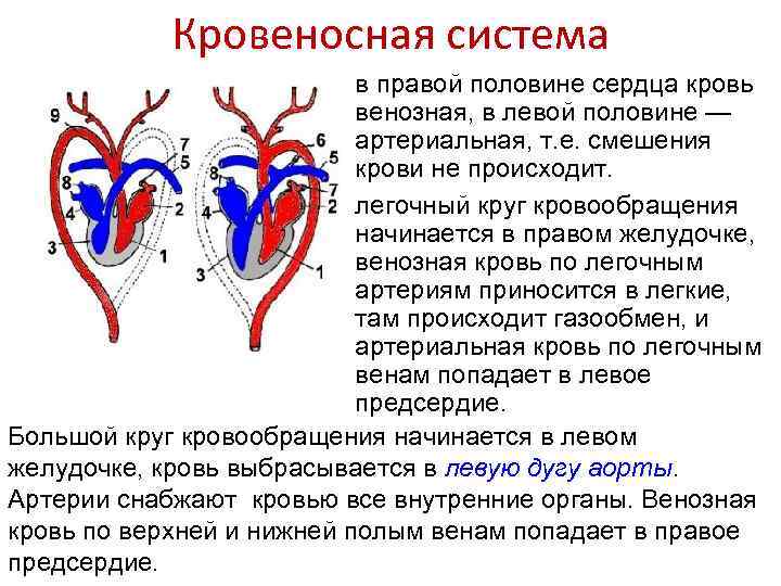 У каких червей впервые появляется кровеносная система