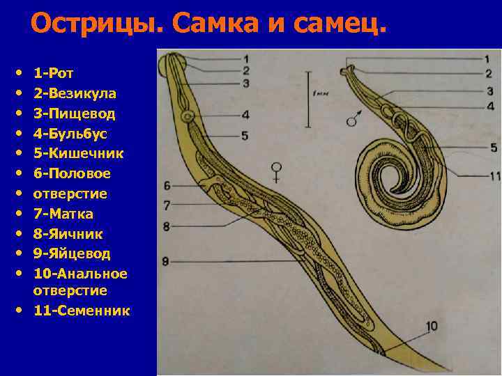 Острицы. Самка и самец. • • • 1 -Рот 2 -Везикула 3 -Пищевод 4