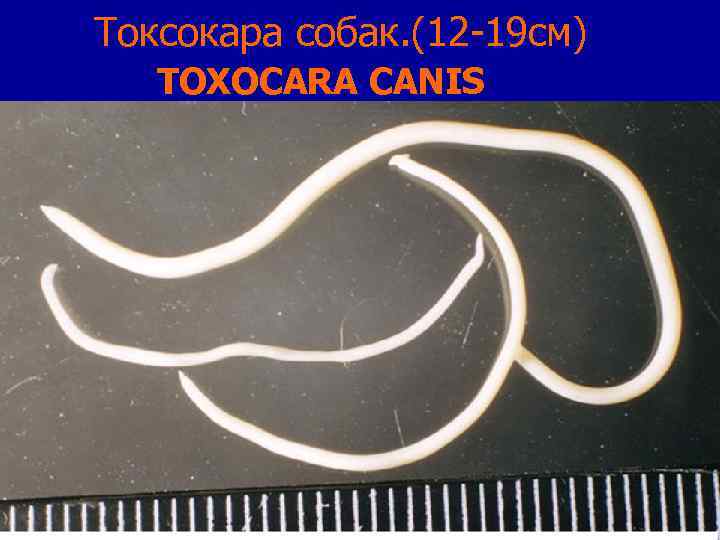 Токсокара собак. (12 -19 см) TOXOCARA CANIS 