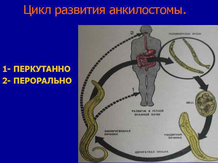 Анкилостома жизненный цикл схема