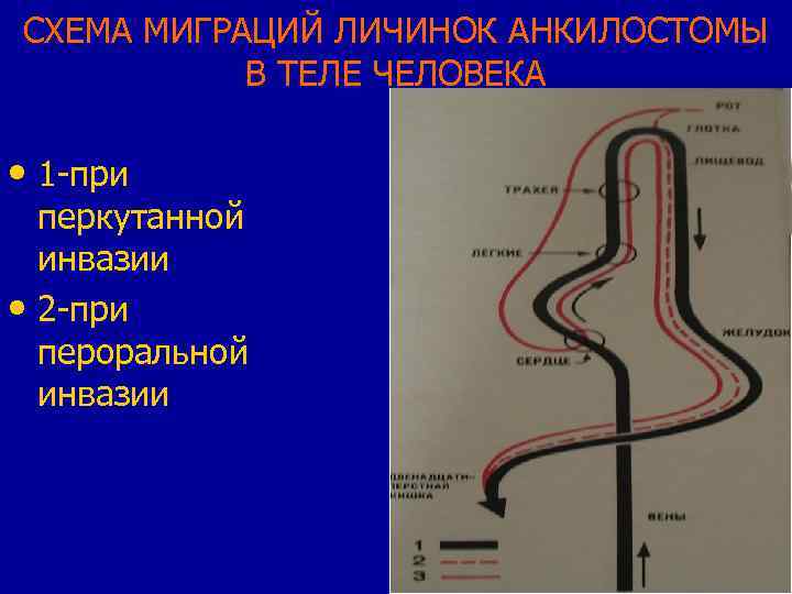 СХЕМА МИГРАЦИЙ ЛИЧИНОК АНКИЛОСТОМЫ В ТЕЛЕ ЧЕЛОВЕКА • 1 -при перкутанной инвазии • 2