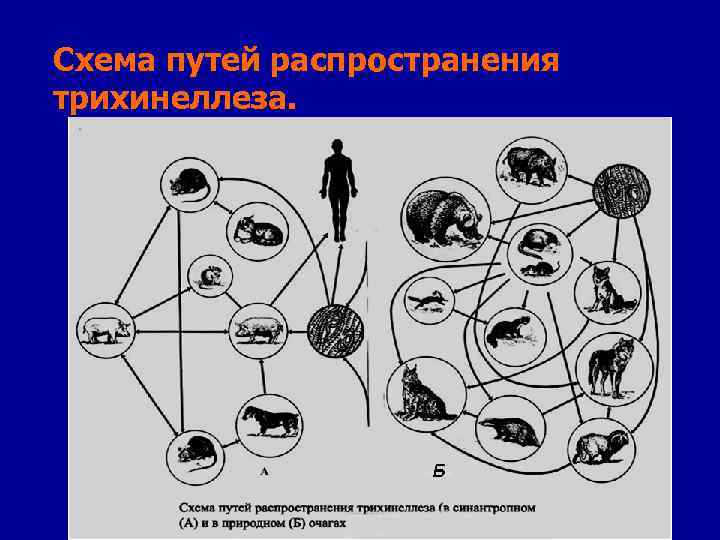 Схема путей распространения трихинеллеза. 