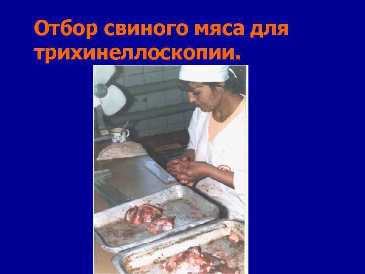 Отбор свиного мяса для трихинеллоскопии. 