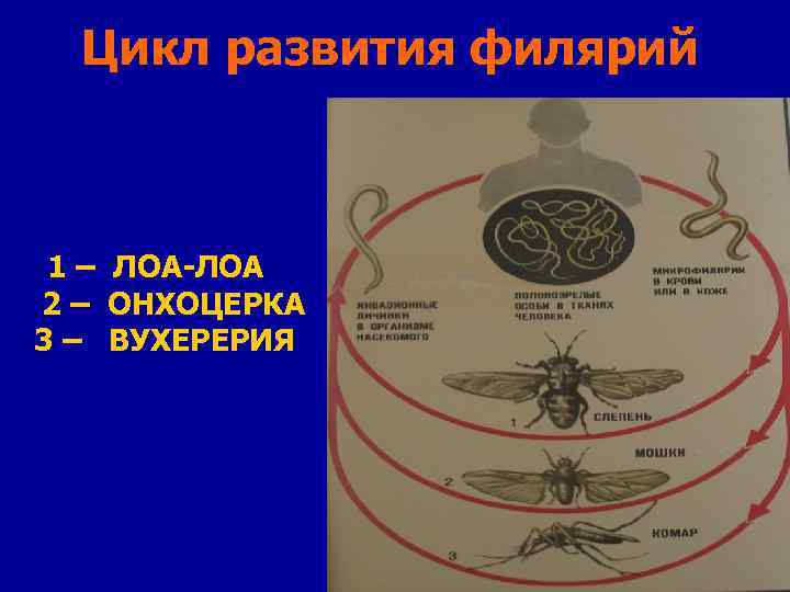 Жизненный цикл филярии схема