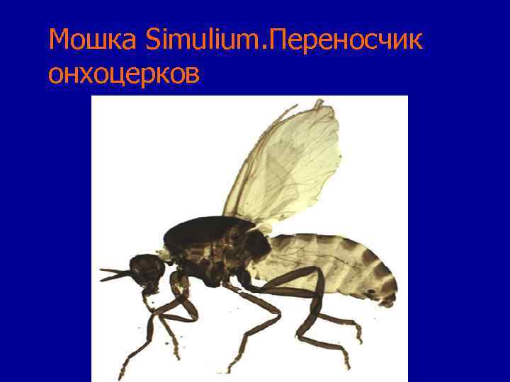 Мошка Simulium. Переносчик онхоцерков 