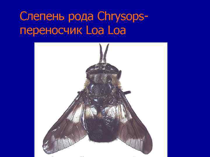 Слепень рода Chrysopsпереносчик Loa 