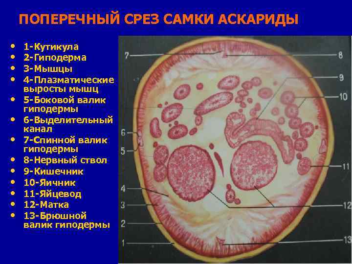 Где в организме человека находится орган поперечный срез которого обозначен на рисунке буквой а в