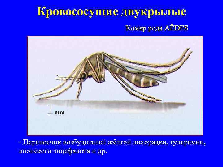 Кровососущие двукрылые Комар рода АЁDES - Переносчик возбудителей жёлтой лихорадки, туляремии, японского энцефалита и