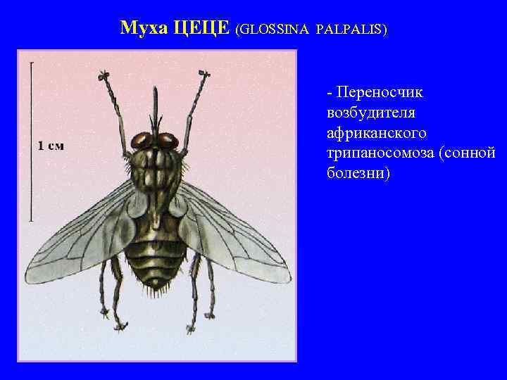 Муха ЦЕЦЕ (GLOSSINA PALPALIS) - Переносчик возбудителя африканского трипаносомоза (сонной болезни) 