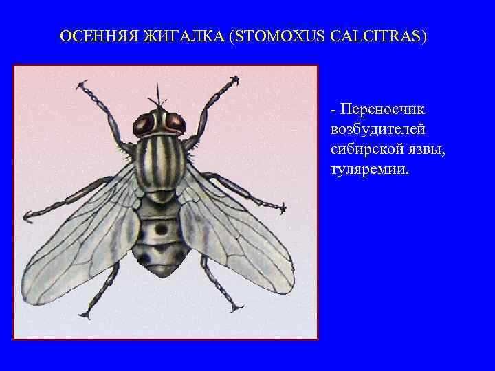ОСЕННЯЯ ЖИГАЛКА (STOMOXUS CALCITRAS) - Переносчик возбудителей сибирской язвы, туляремии. 