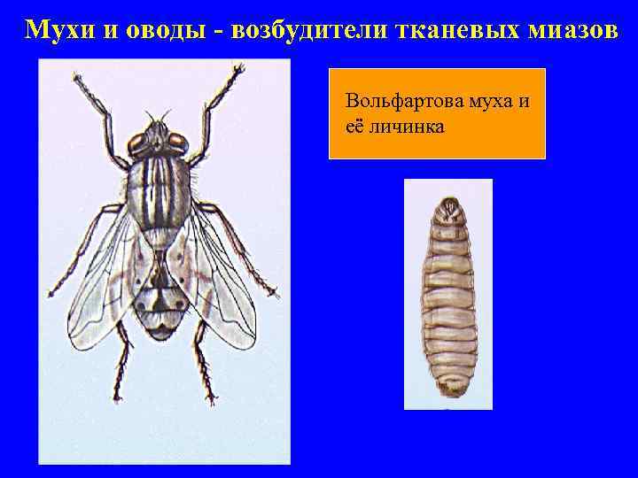 Мухи и оводы - возбудители тканевых миазов Вольфартова муха и её личинка 