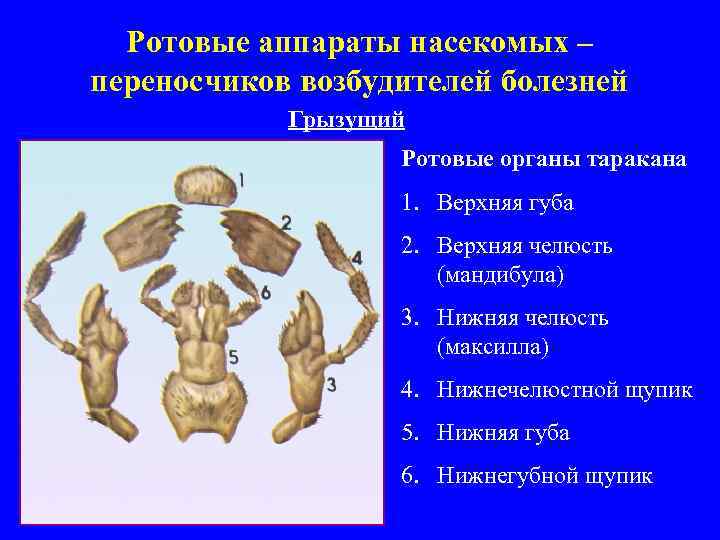 Схема ротовых аппаратов насекомых