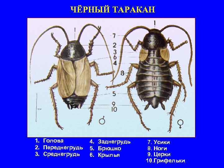 ЧЁРНЫЙ ТАРАКАН 1. Голова 2. Переднегрудь 3. Среднегрудь 4. Заднегрудь 5. Брюшко 6. Крылья