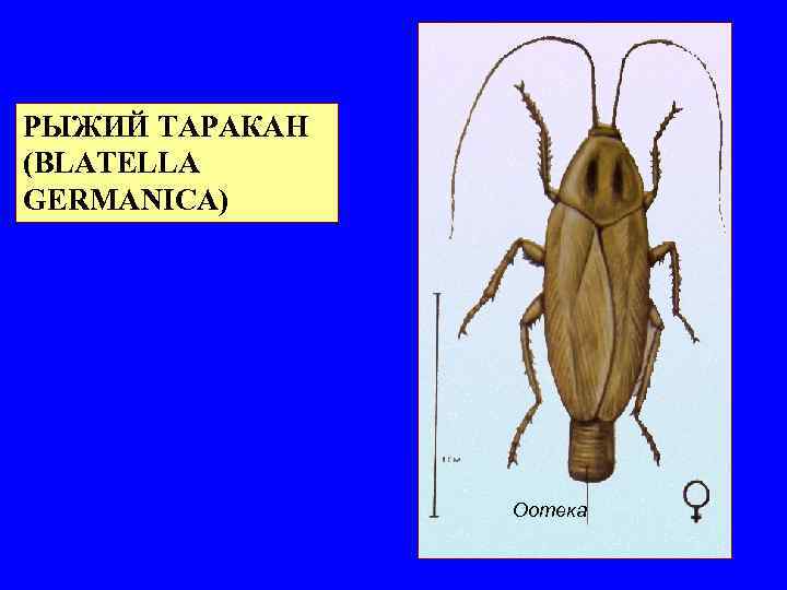 РЫЖИЙ ТАРАКАН (BLATELLA GERMANICA) Оотека 