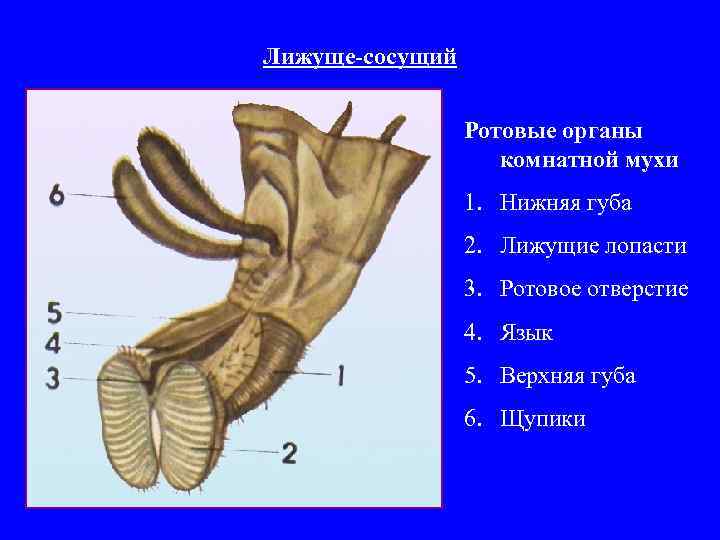 Лижуще-сосущий Ротовые органы комнатной мухи 1. Нижняя губа 2. Лижущие лопасти 3. Ротовое отверстие