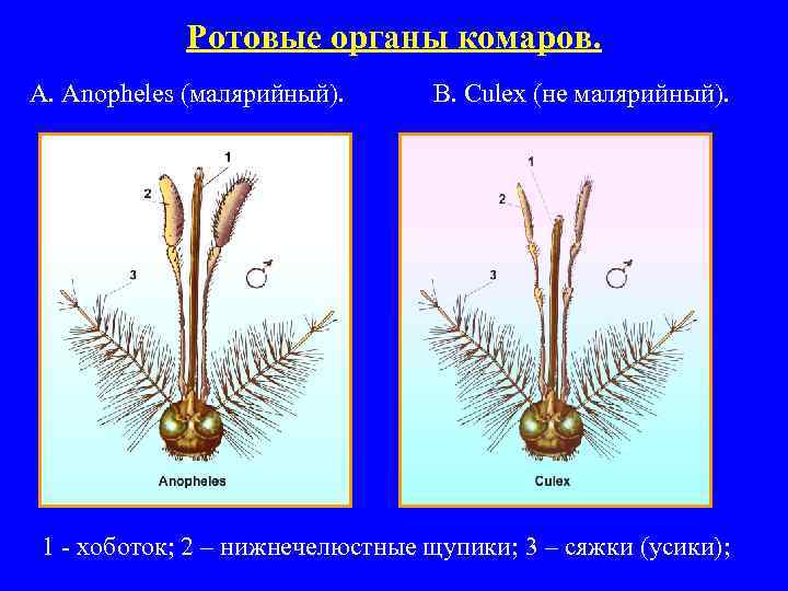 Ротовые органы комаров. A. Anopheles (малярийный). B. Culex (не малярийный). ♀ 1 - хоботок;
