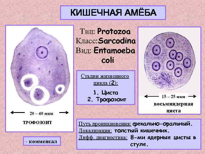 КИШЕЧНАЯ АМЁБА Тип: Protozoa Класс: Sarcodina Вид: Entamoeba coli Стадии жизненного цикла (2): 1.