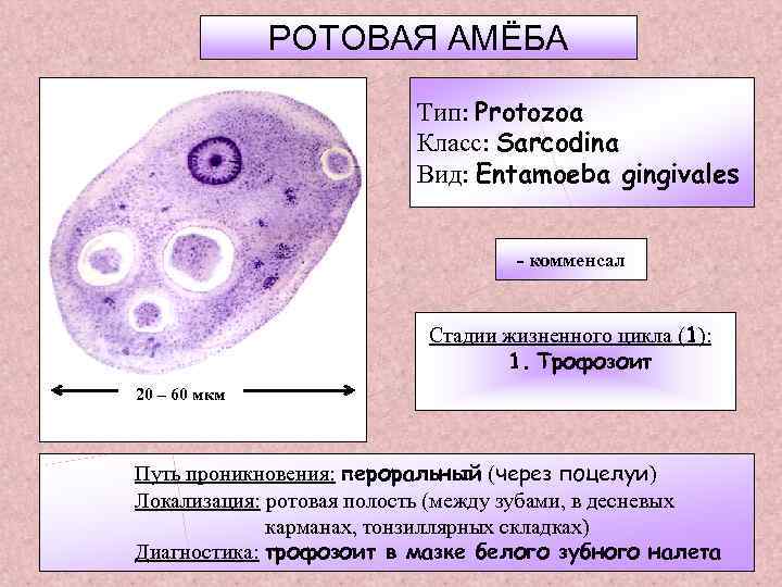 РОТОВАЯ АМЁБА Тип: Protozoa Класс: Sarcodina Вид: Entamoeba gingivales - комменсал Стадии жизненного цикла