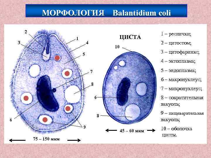 МОРФОЛОГИЯ Balantidium coli 2 1 3 ЦИСТА 4 10 1 – реснички; 2 –