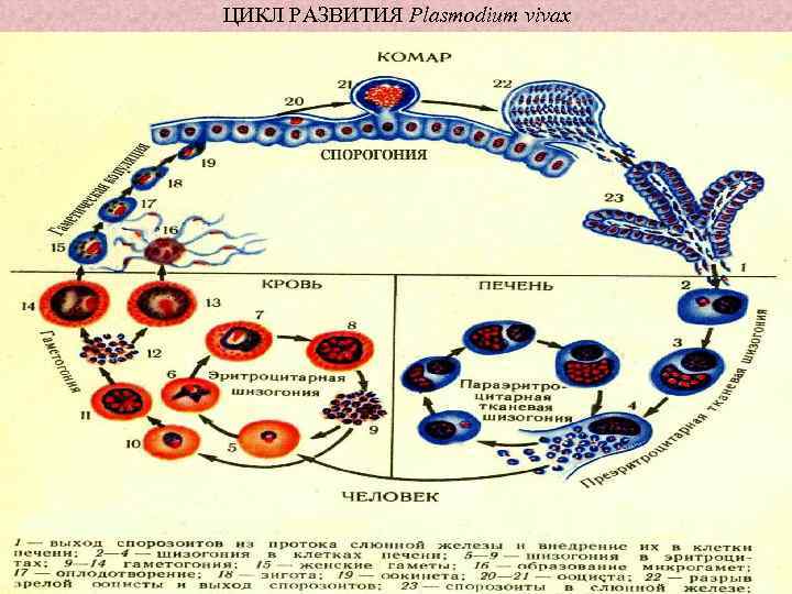 Цикл малярии. Жизненный цикл развития малярийного плазмодия Plasmodium Vivax. Плазмодиум Вивакс жизненный цикл. Стадии жизненного цикла малярийного плазмодия. Жизненный цикл малярийного плазмодия схема.