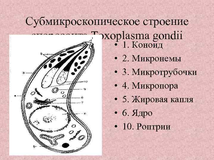 Субмикроскопическое строение спорозоита Toxoplasma gondii • • 1. Коноид 2. Микронемы 3. Микротрубочки 4.