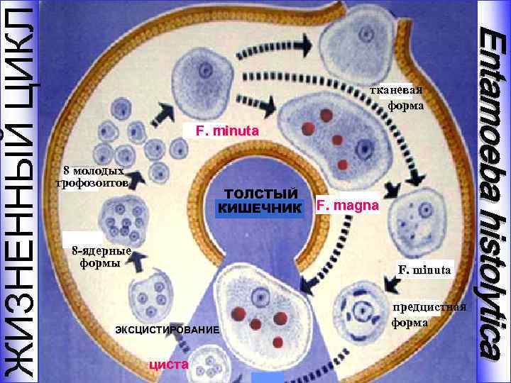 ЖИЗНЕННЫЙ ЦИКЛ F. minuta 8 молодых трофозоитов ТОЛСТЫЙ КИШЕЧНИК 8 -ядерные формы F. magna