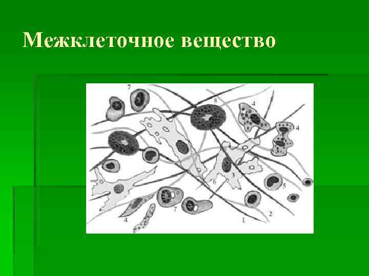 Межклеточное вещество 