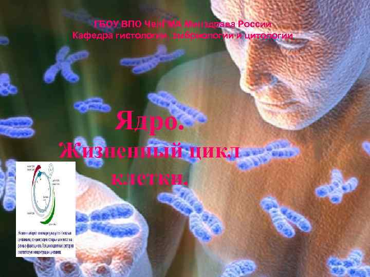 ГБОУ ВПО Чел. ГМА Минздрава России Кафедра гистологии, эмбриологии и цитологии Ядро. Жизненный цикл