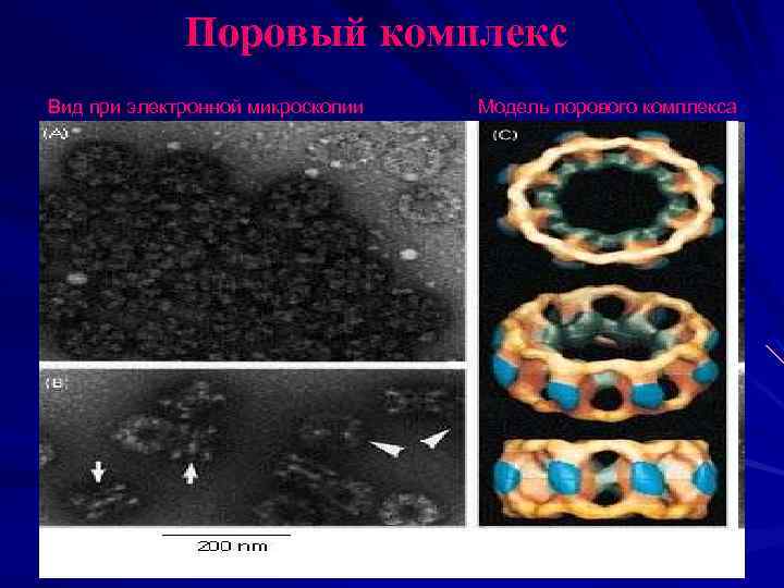 Поровый комплекс Вид при электронной микроскопии Модель порового комплекса 