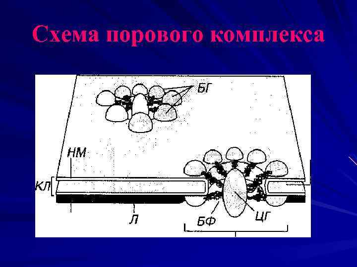 Схема порового комплекса 