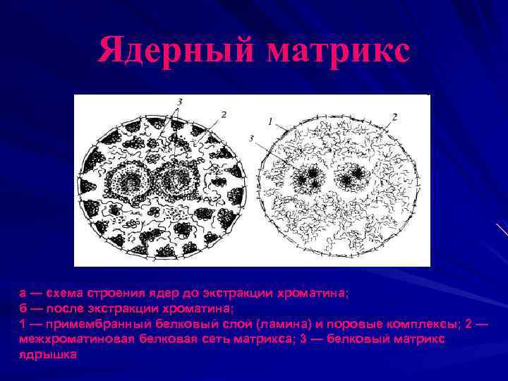 Ядерный матрикс а — схема строения ядер до экстракции хроматина; б — после экстракции