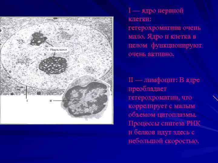 I — ядро нервной клетки: гетерохроматина очень мало. Ядро и клетка в целом функционируют