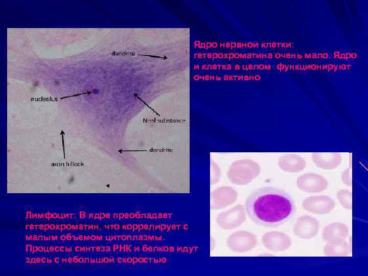 Ядро нервной клетки: гетерохроматина очень мало. Ядро и клетка в целом функционируют очень активно