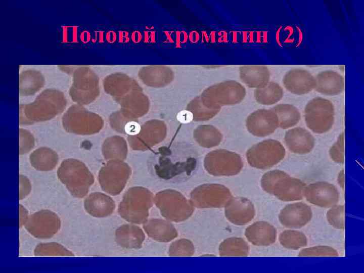 Половой хроматин (2) 