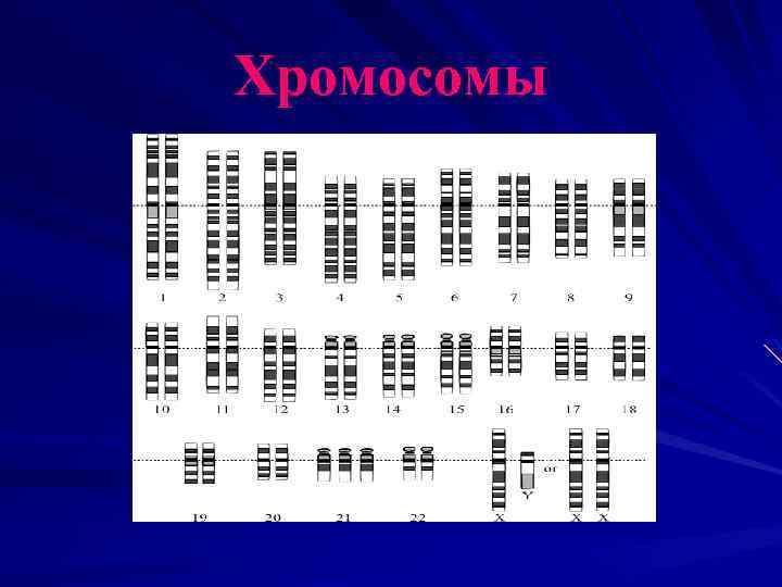 Хромосомы 