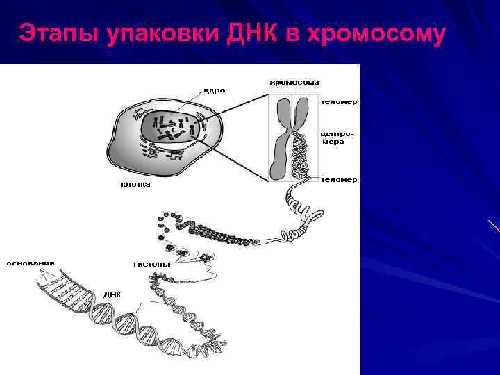 Этапы упаковки ДНК в хромосому 