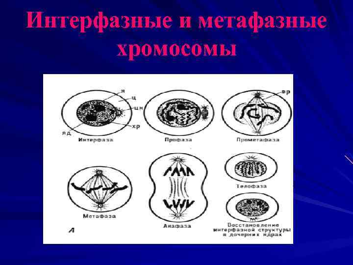 Интерфазные и метафазные хромосомы 