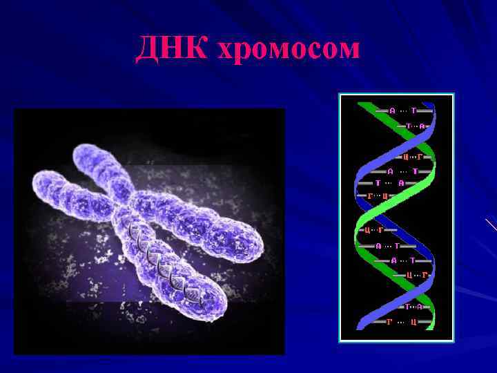 ДНК хромосом 