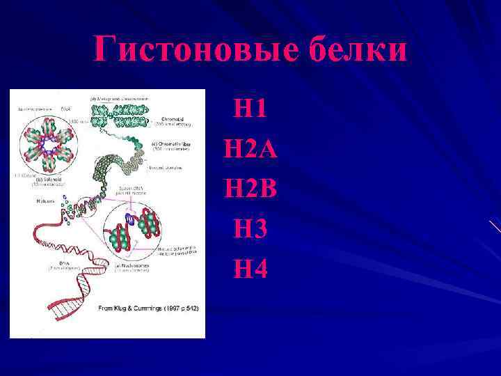 Гистоновые белки Н 1 Н 2 А Н 2 В Н 3 Н 4
