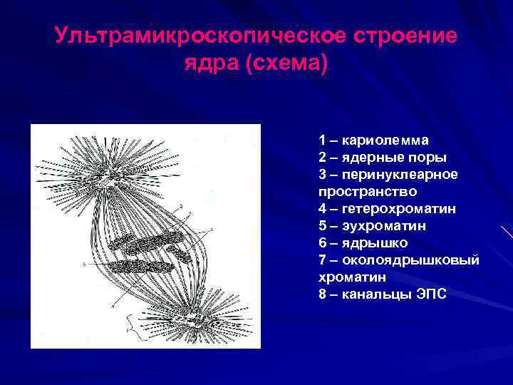 Ультрамикроскопическое строение ядра (схема) 1 – кариолемма 2 – ядерные поры 3 – перинуклеарное