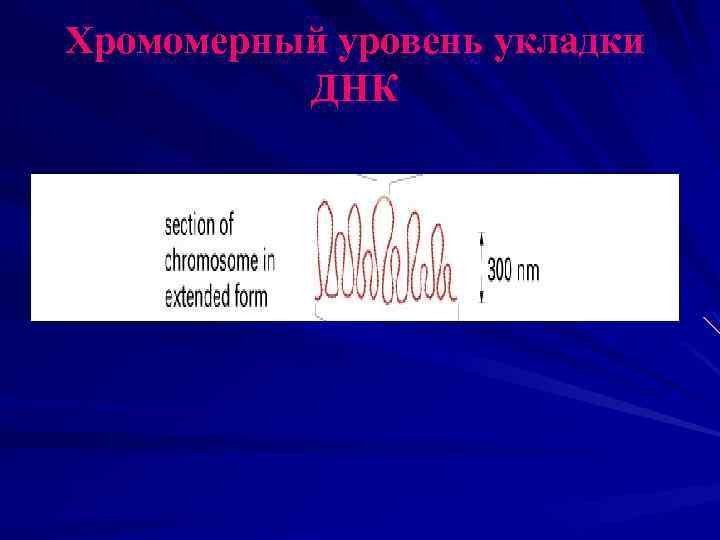 Хромомерный уровень укладки ДНК 