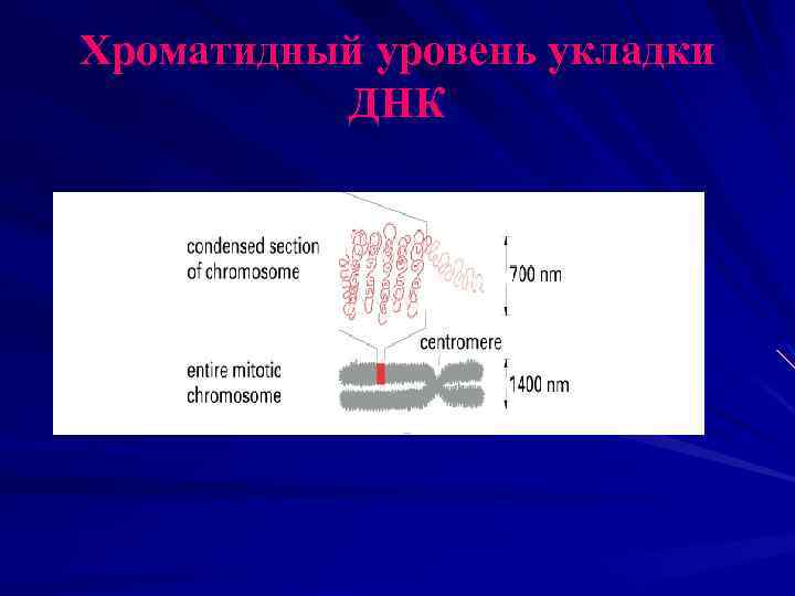 Хроматидный уровень укладки ДНК 