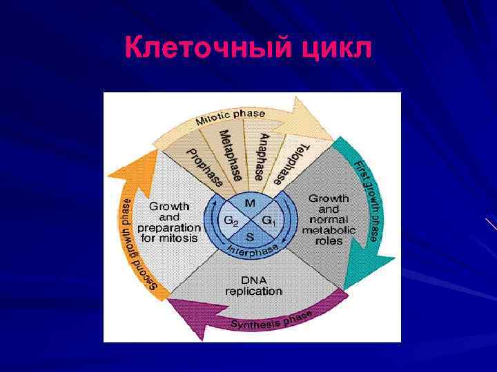 Клеточный цикл 